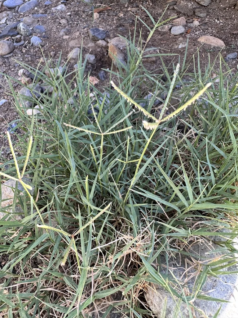 Cynodon Dactylon