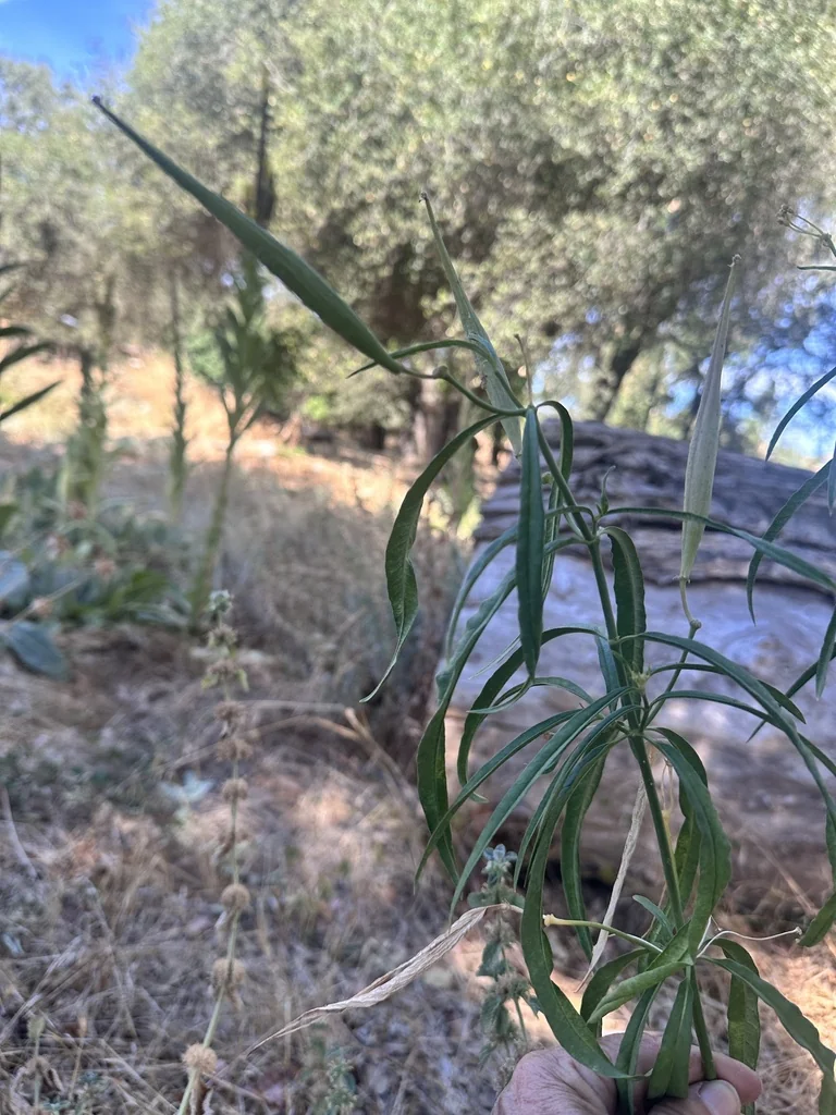 Asclepias Fascicularis