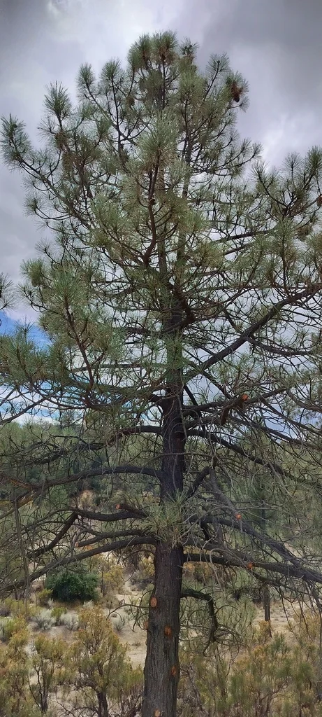 Pinus Coulteri