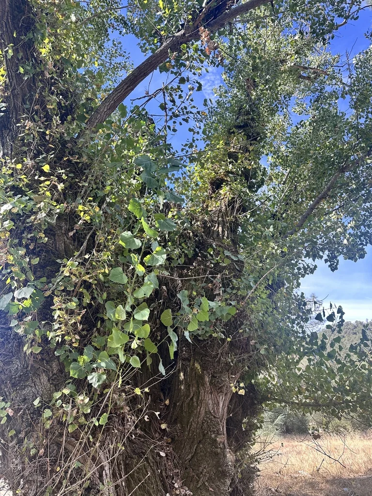 Populus Fremontii