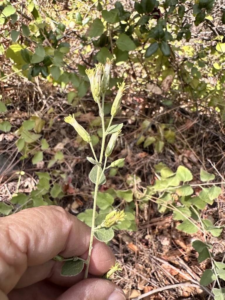 Brickellia Californica