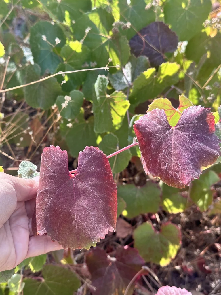 Vitis Californica