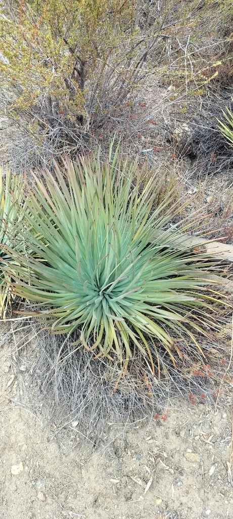 Yucca Whipplei