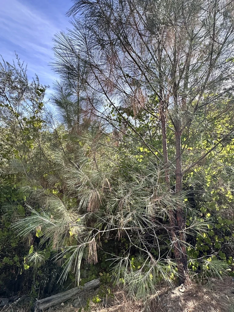 Pinus Sabiniana