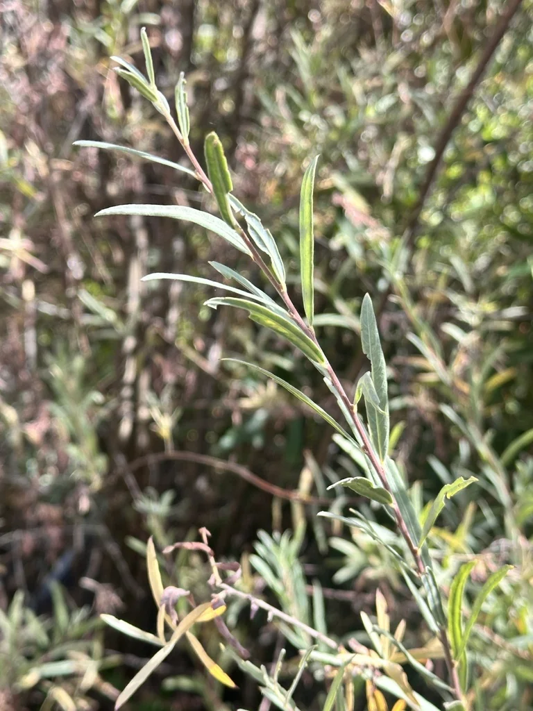 Salix Exigua