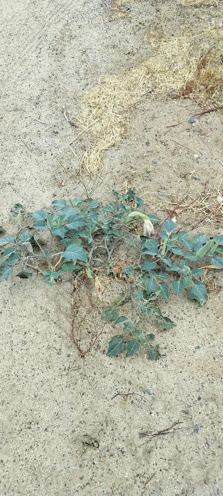 Datura wrightii