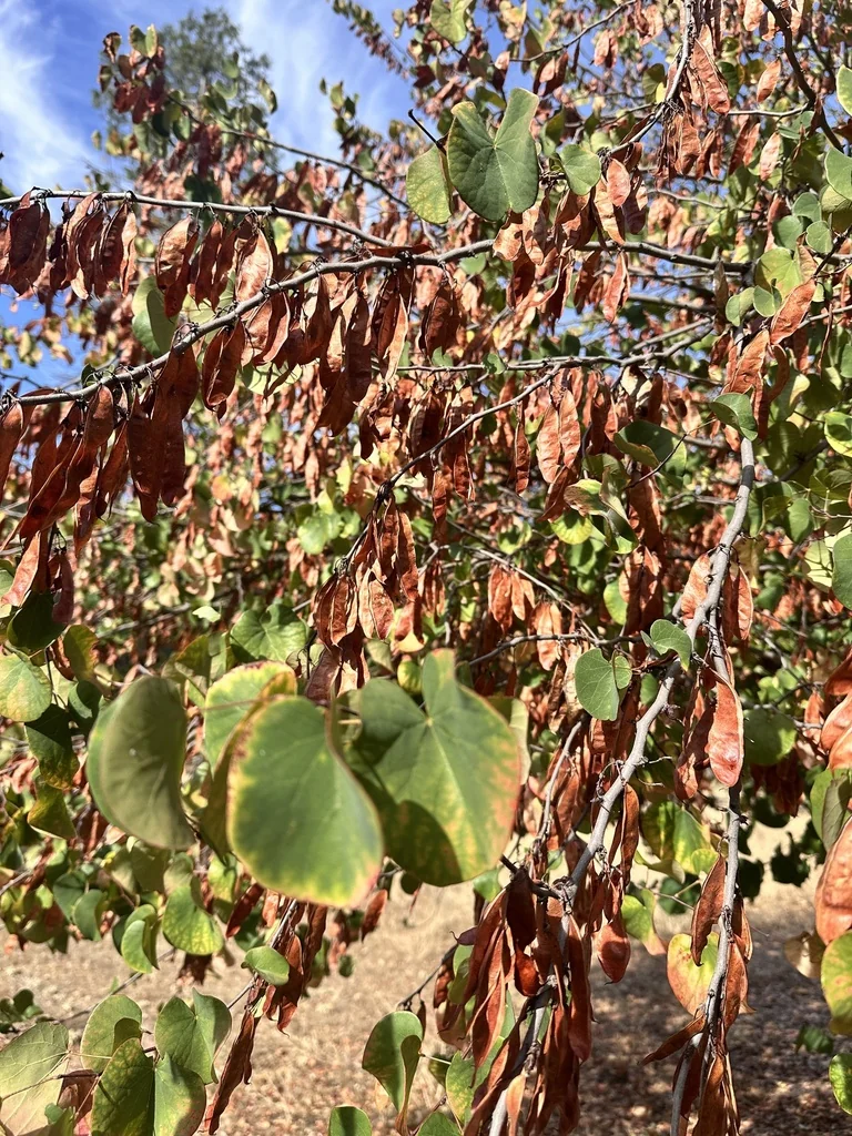 Cercis Occidentalis