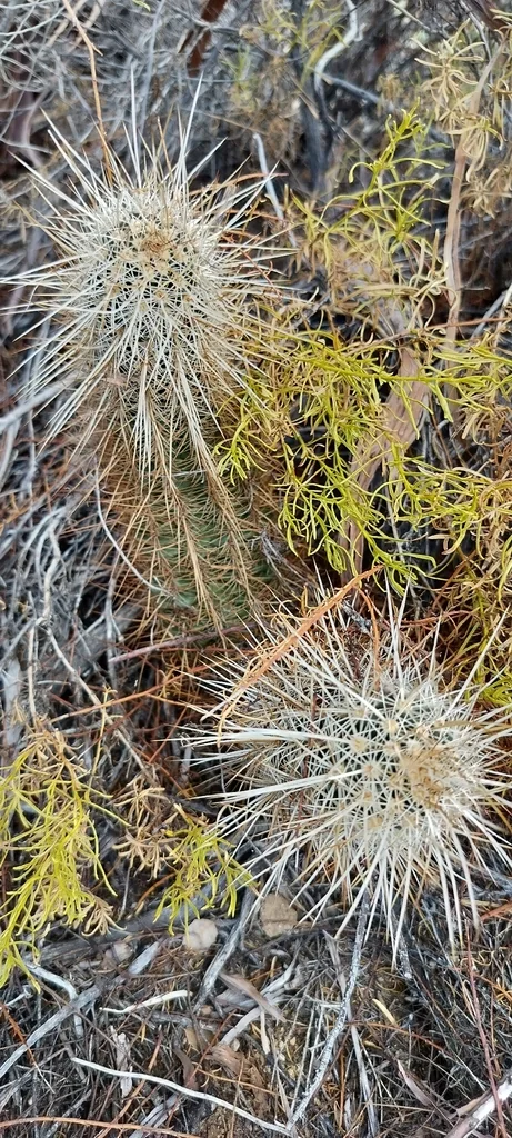 Echinocereus Engelmannii