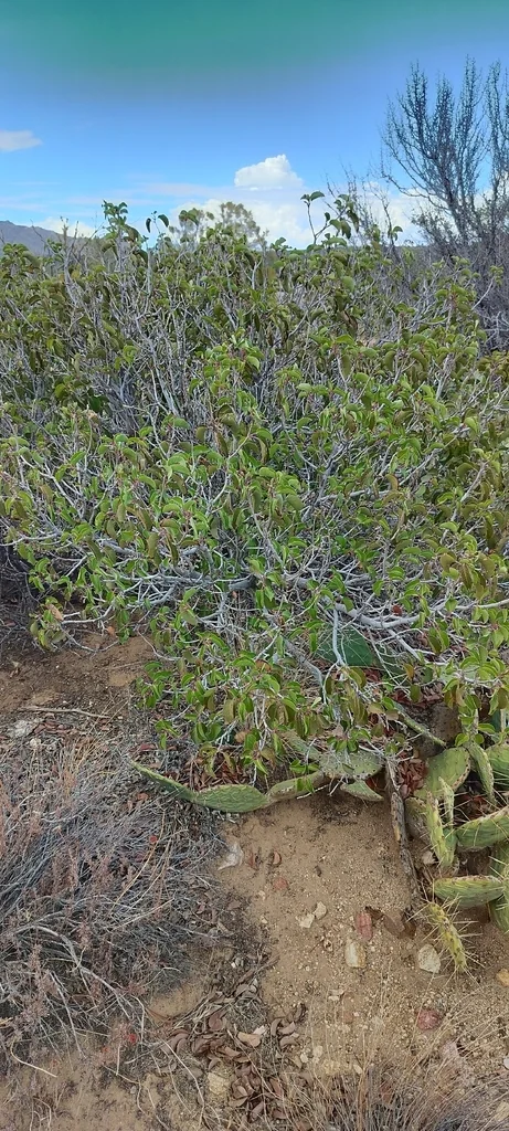 Rhus Ovata