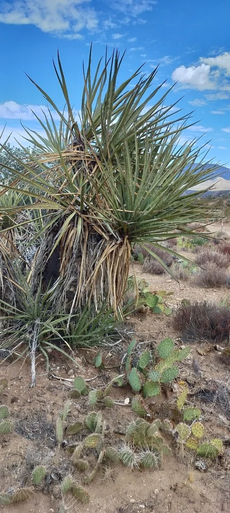 Yucca Schidigera