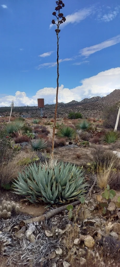 Agave Deserti
