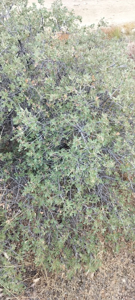 Quercus dumosa
