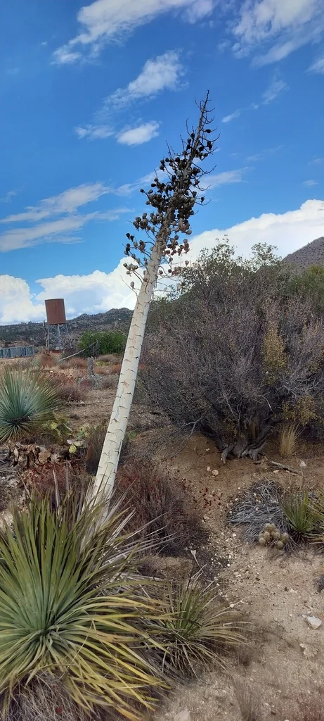 Yucca Whipplei