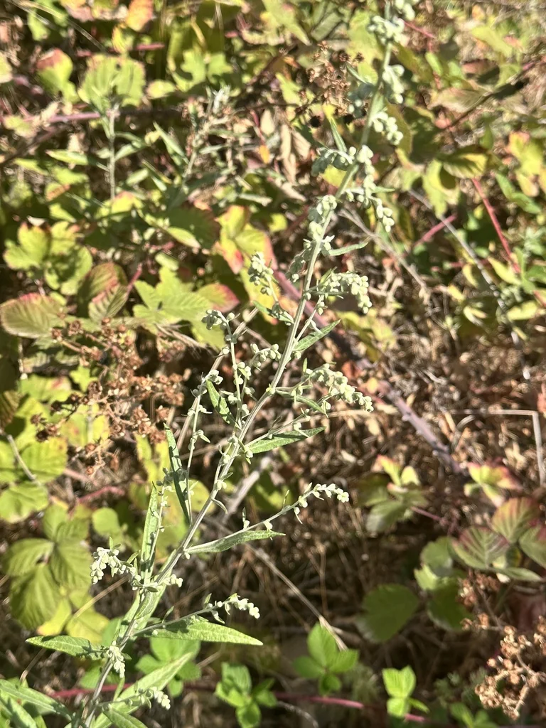 Artemisia Douglasiana