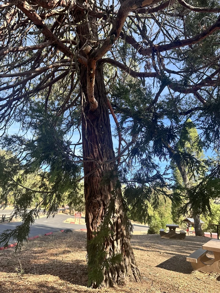 Calocedrus Decurrens
