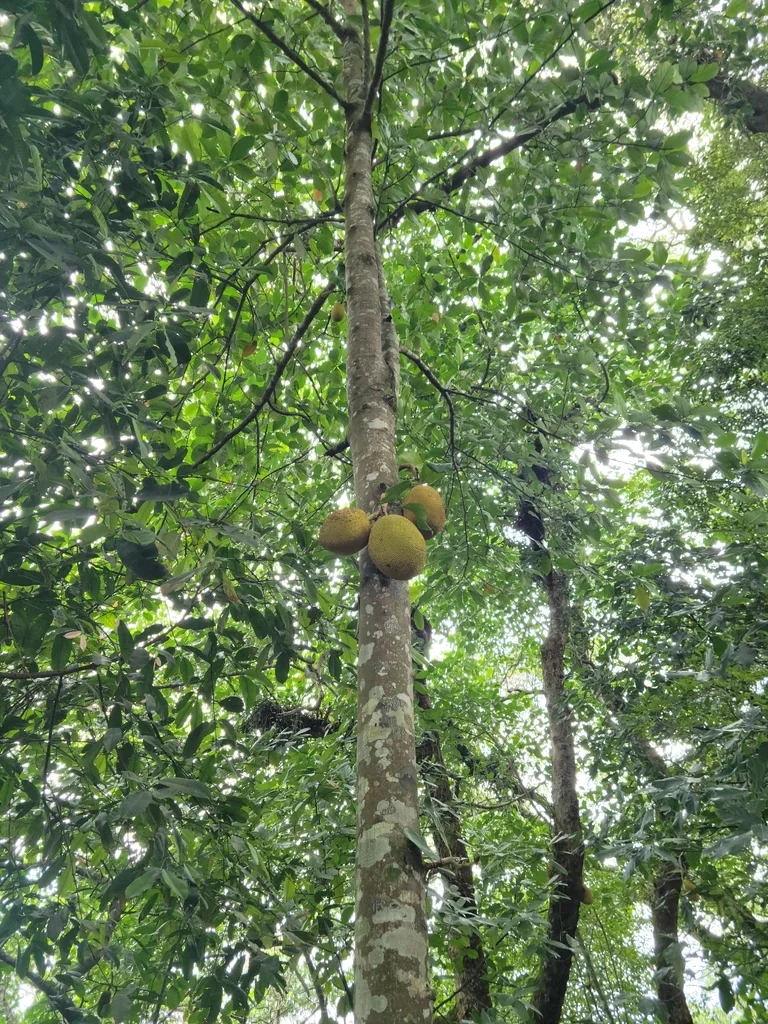 Artocarpus Heterophyllus