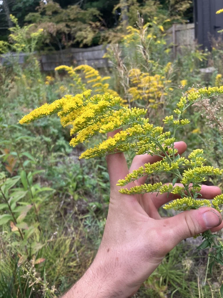 Solidago Nemoralis
