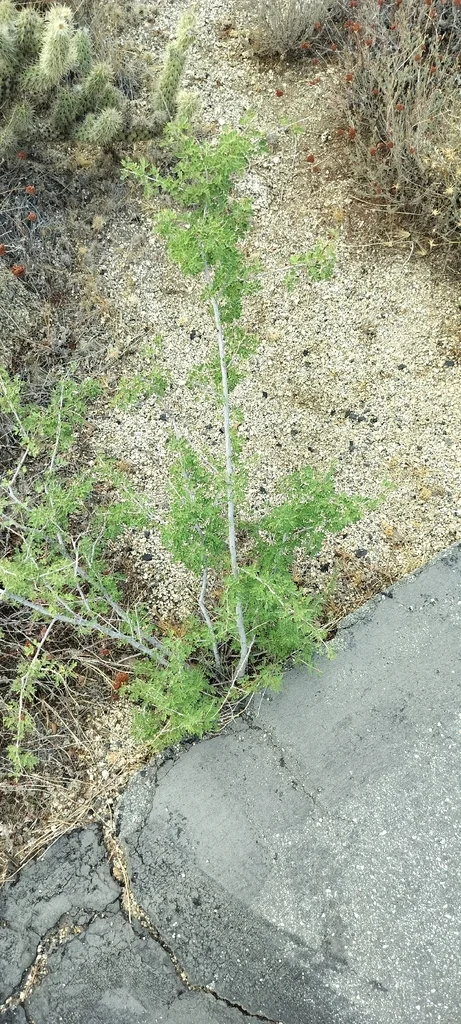 Acacia Greggii