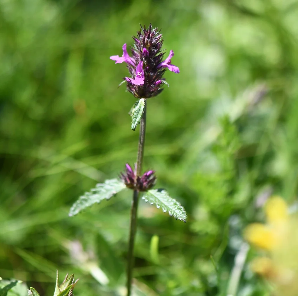 Stachys Officinalis