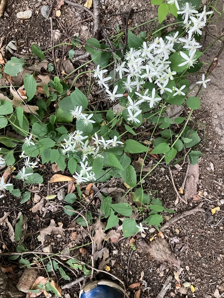 Clematis Ternifolia