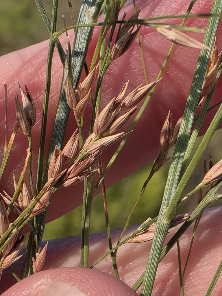 Panicum virgatum