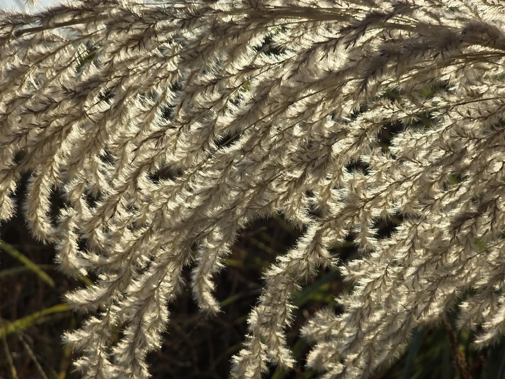 Erianthus Ravennae