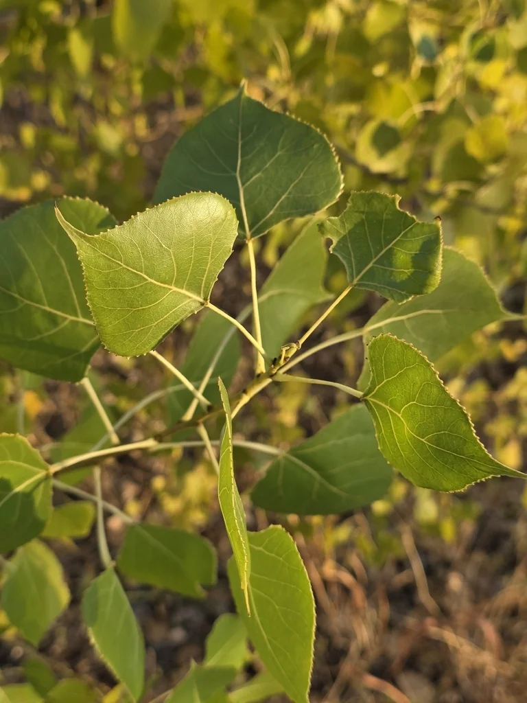 Populus Deltoides