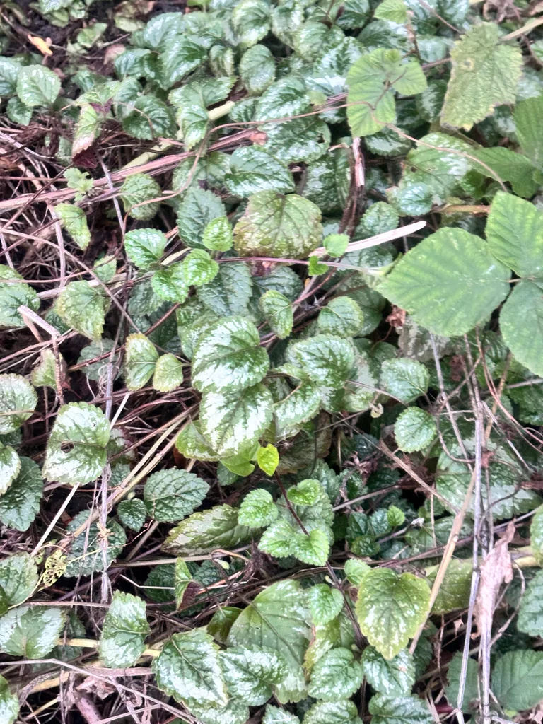 Lamium Galeobdolon