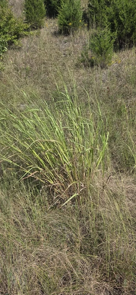 Panicum virgatum