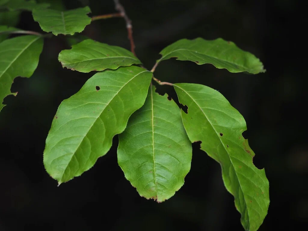 Oxydendrum Arboreum