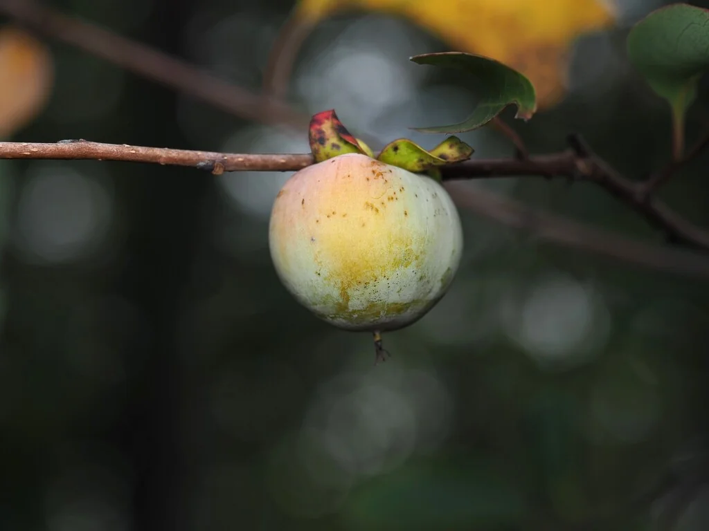 Diospyros Virginiana