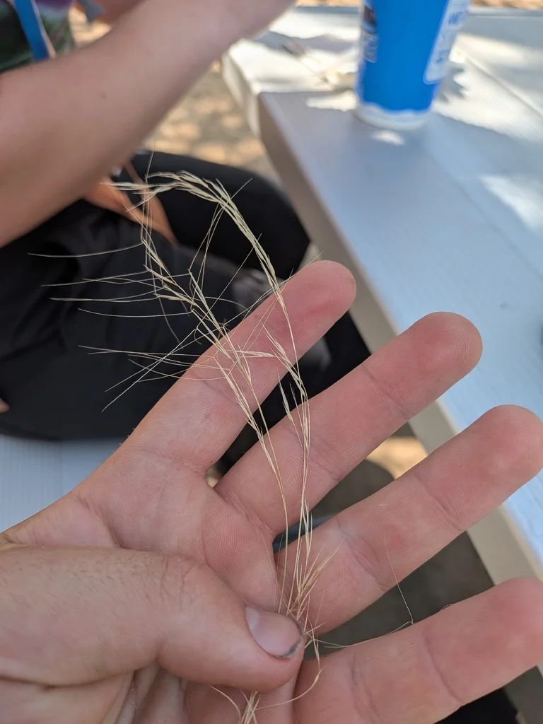Aristida Purpurea