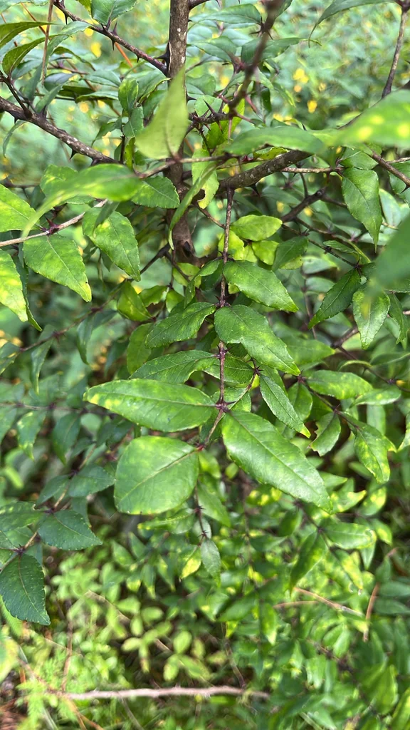 Zanthoxylum Clava-Herculis