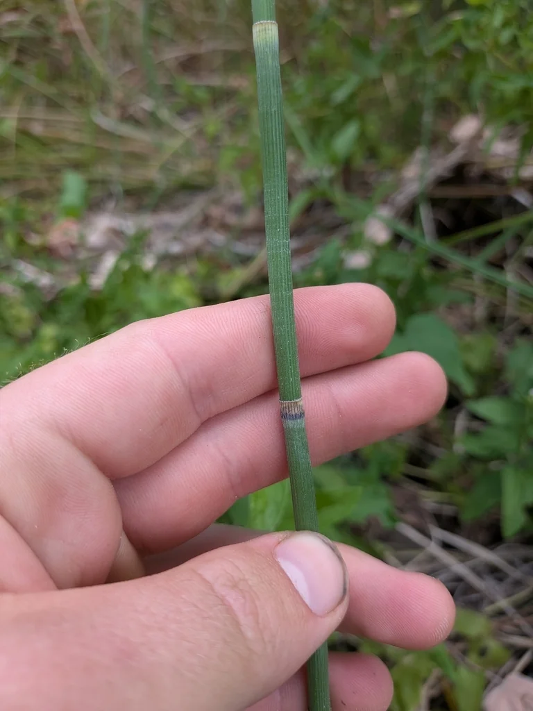 Equisetum Hyemale