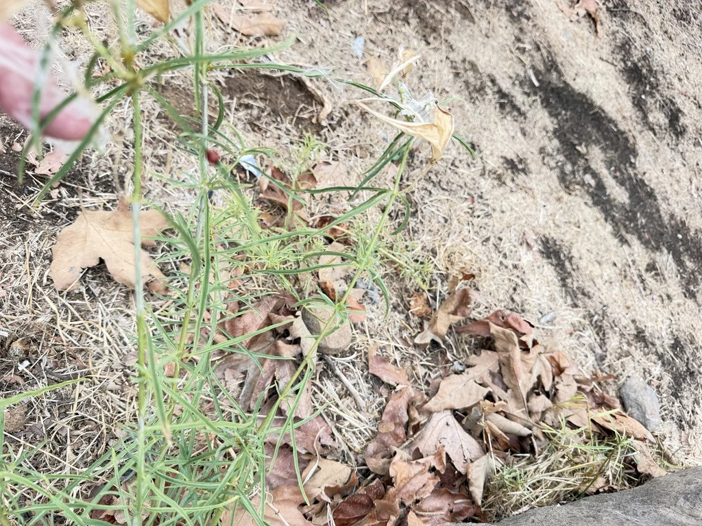 Asclepias Fascicularis