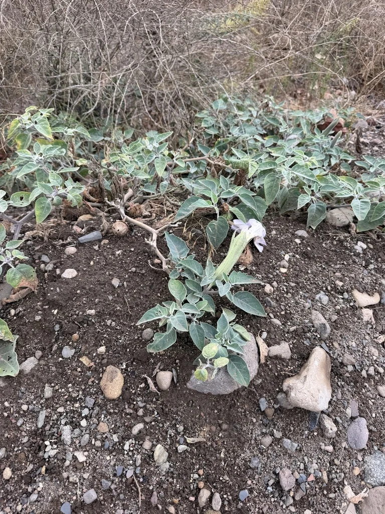 Datura wrightii