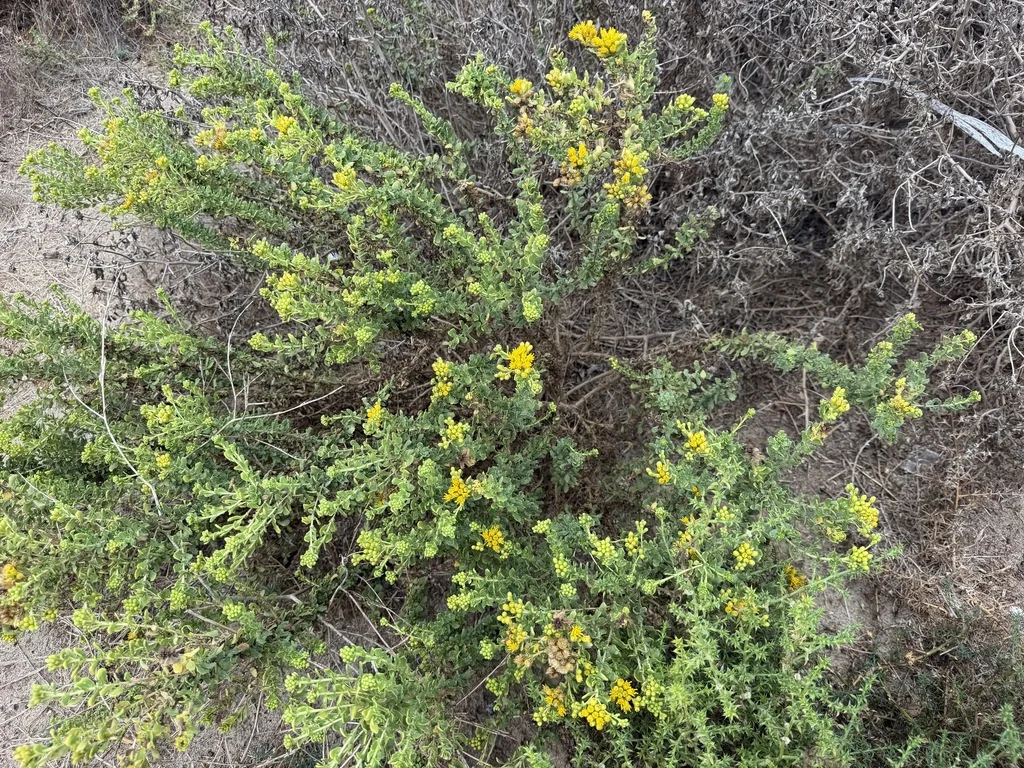 Isocoma Menziesii