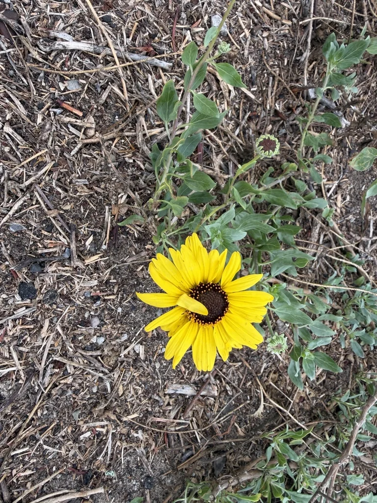 Encelia californica
