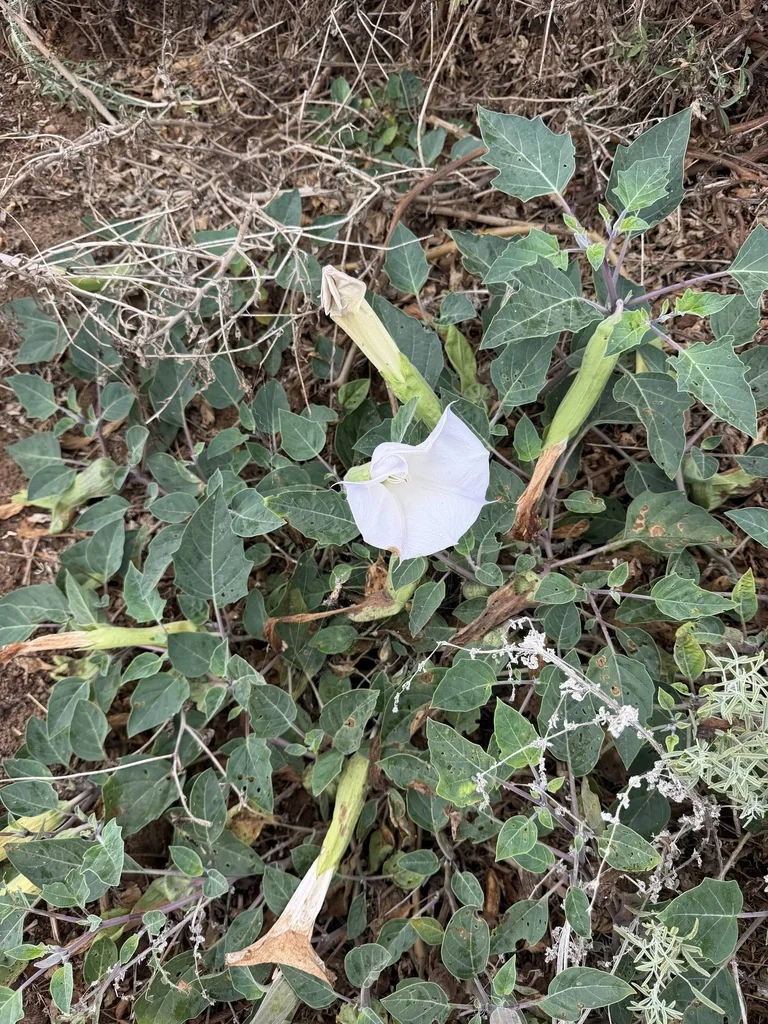 Datura wrightii