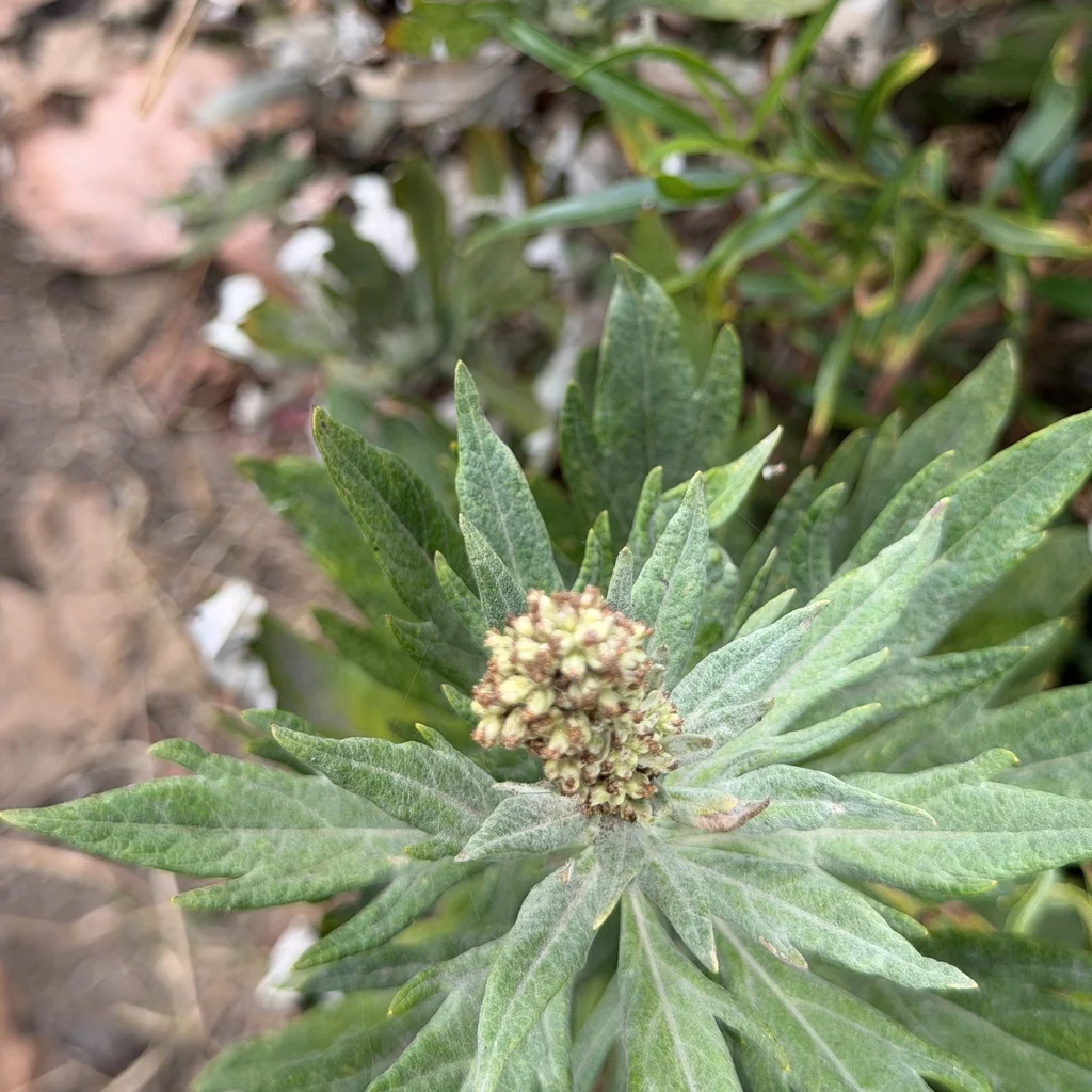 Artemisia Douglasiana