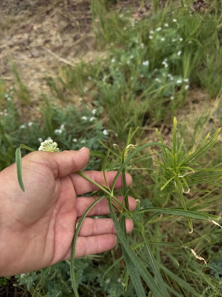 Asclepias Fascicularis