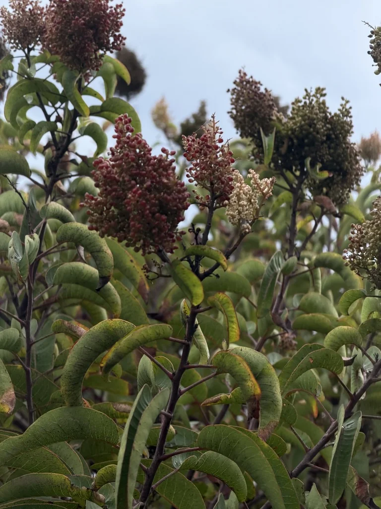 Malosma Laurina