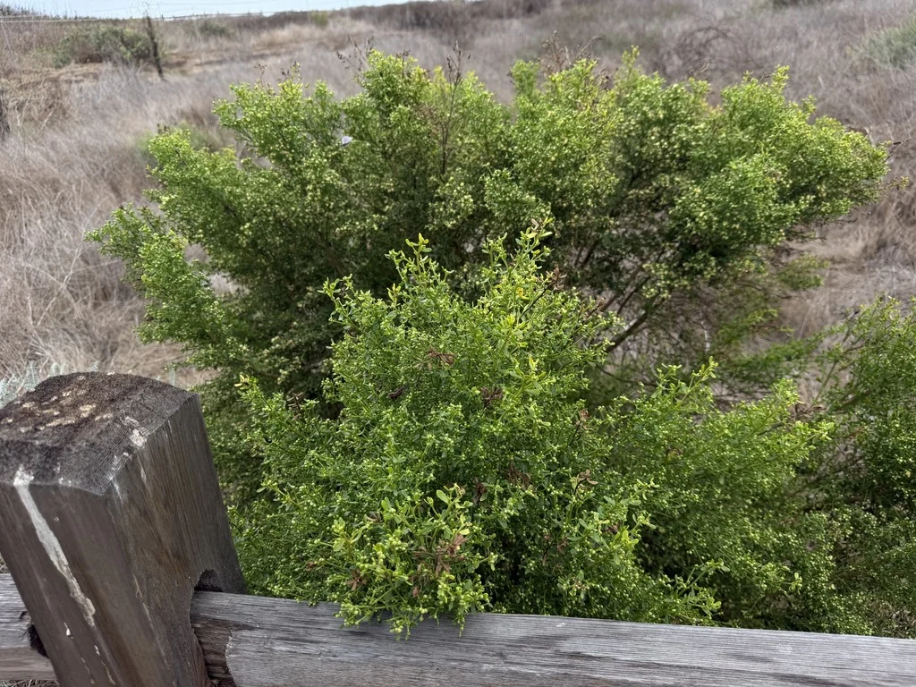 Baccharis Pilularis