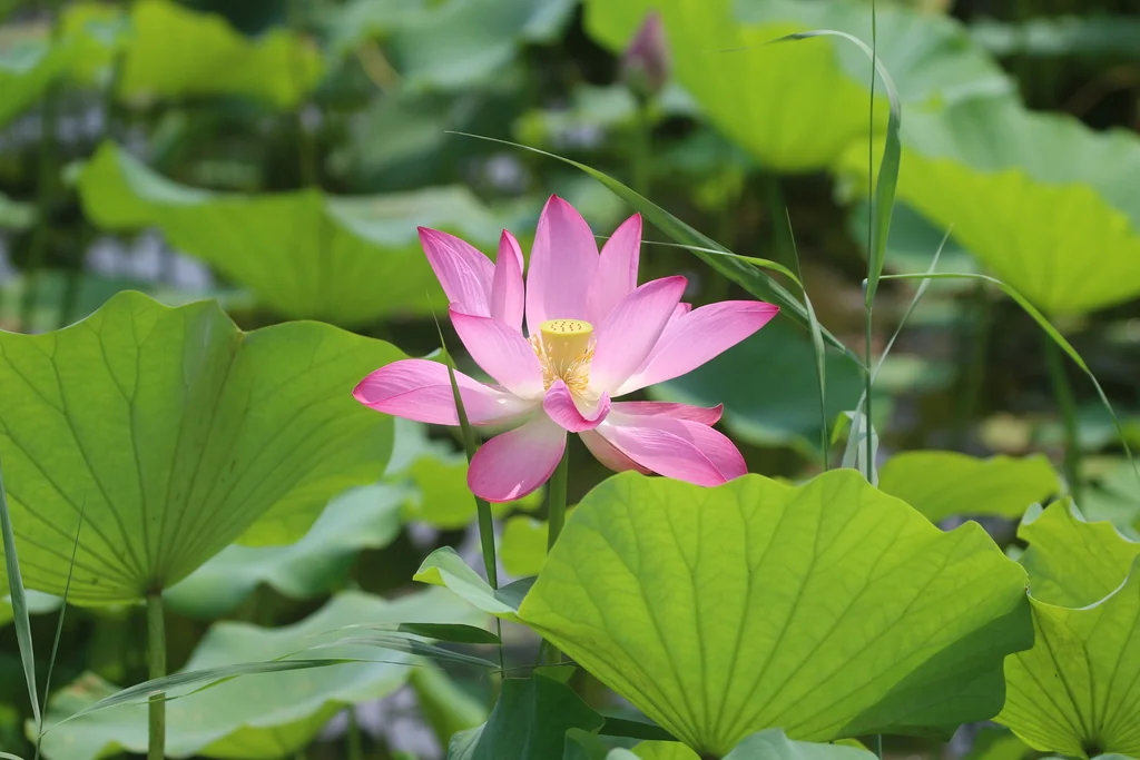 Nelumbo Nucifera