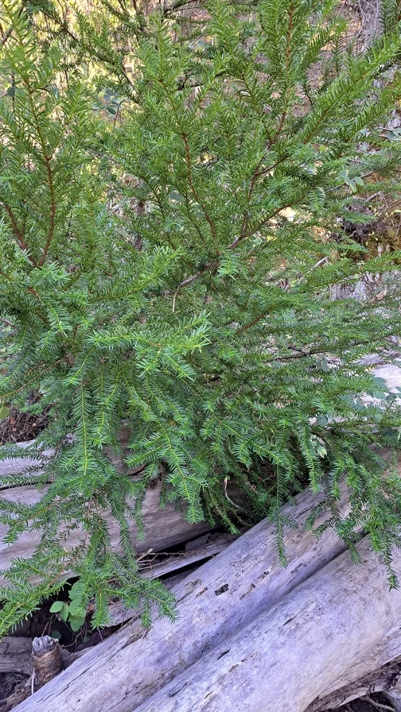 Taxus Brevifolia