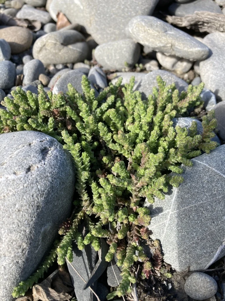 Sedum Acre