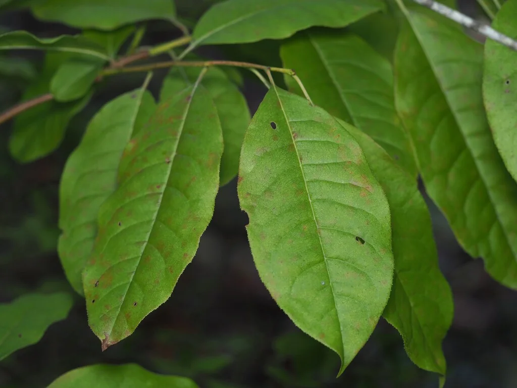 Oxydendrum Arboreum