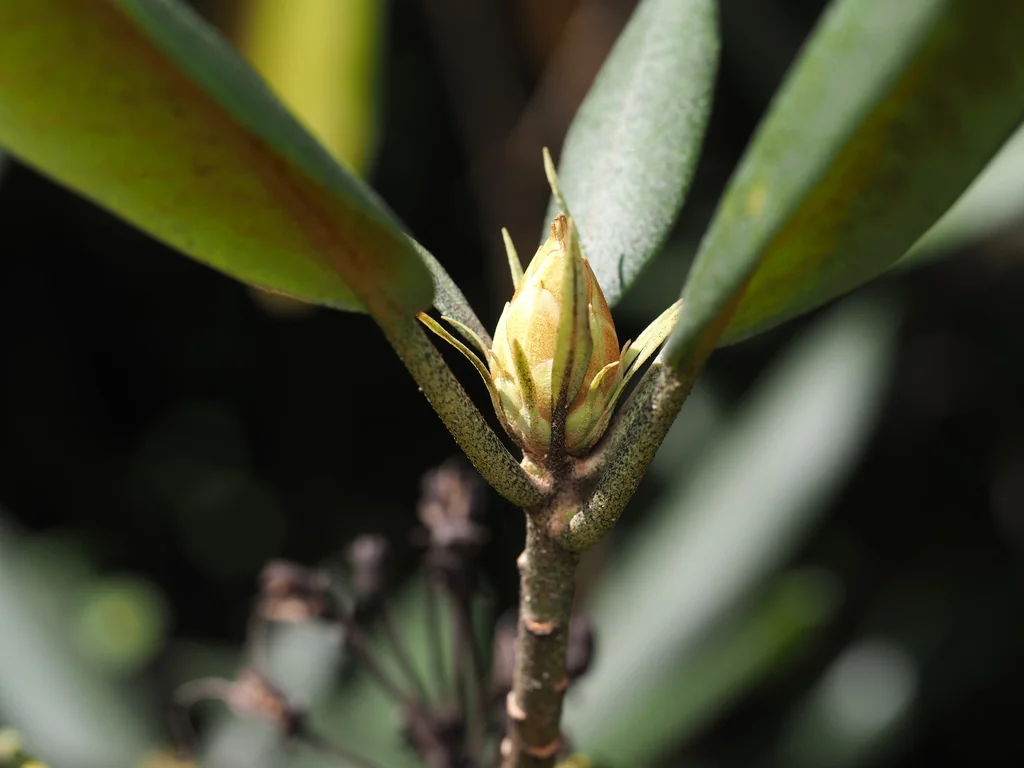 Rhododendron Maximum