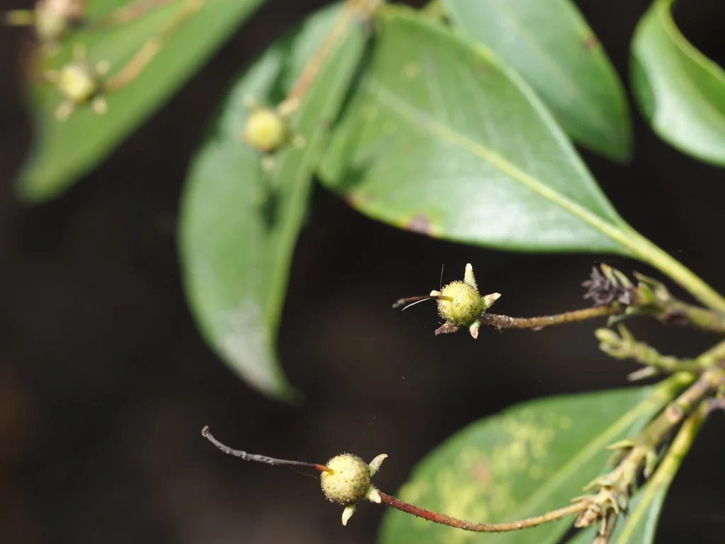 Kalmia Latifolia