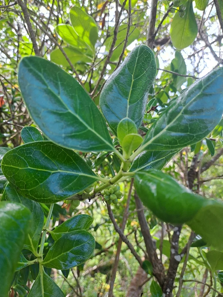Coprosma repens